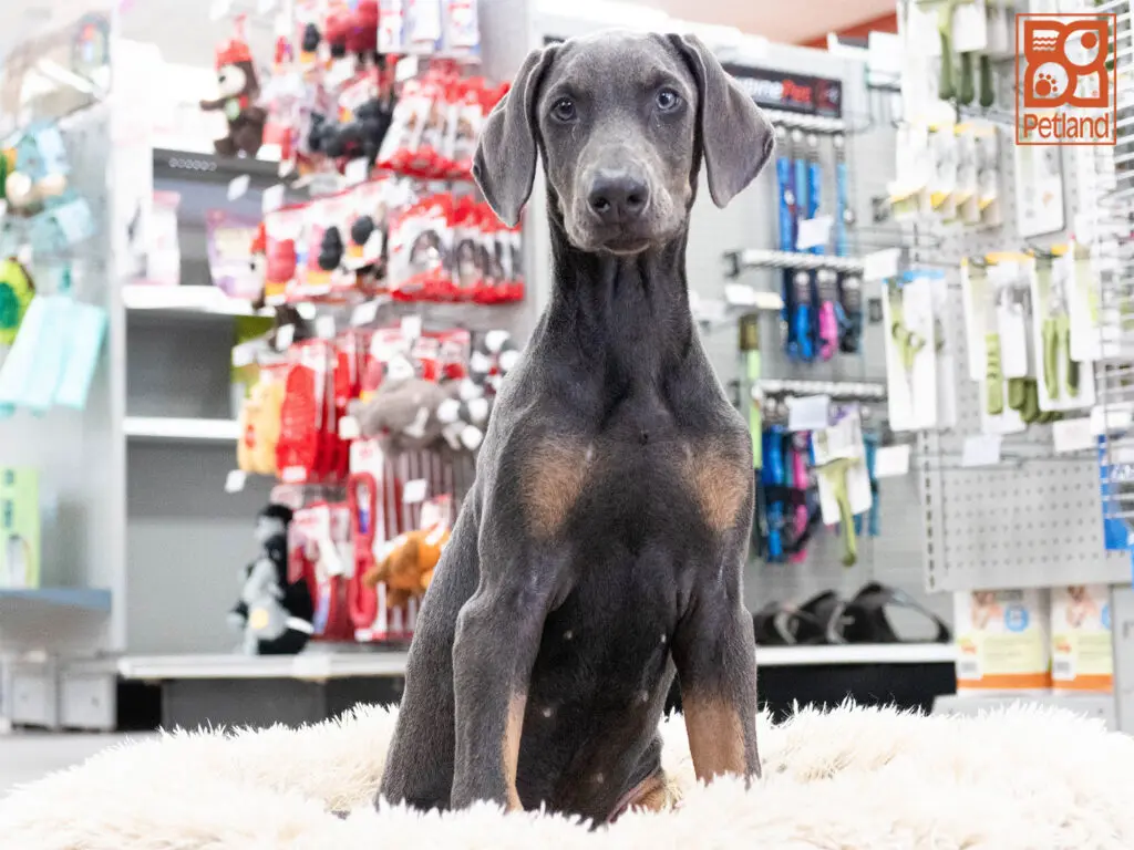 Doberman Pinscher Image #1