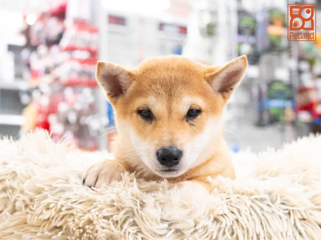 Shiba Inu Image #1