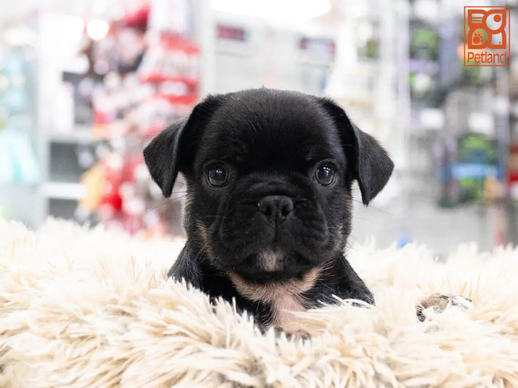 Frug Image #1