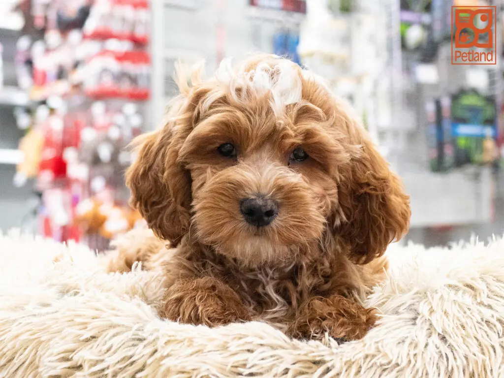 Mini Goldendoodle F1B Image #1