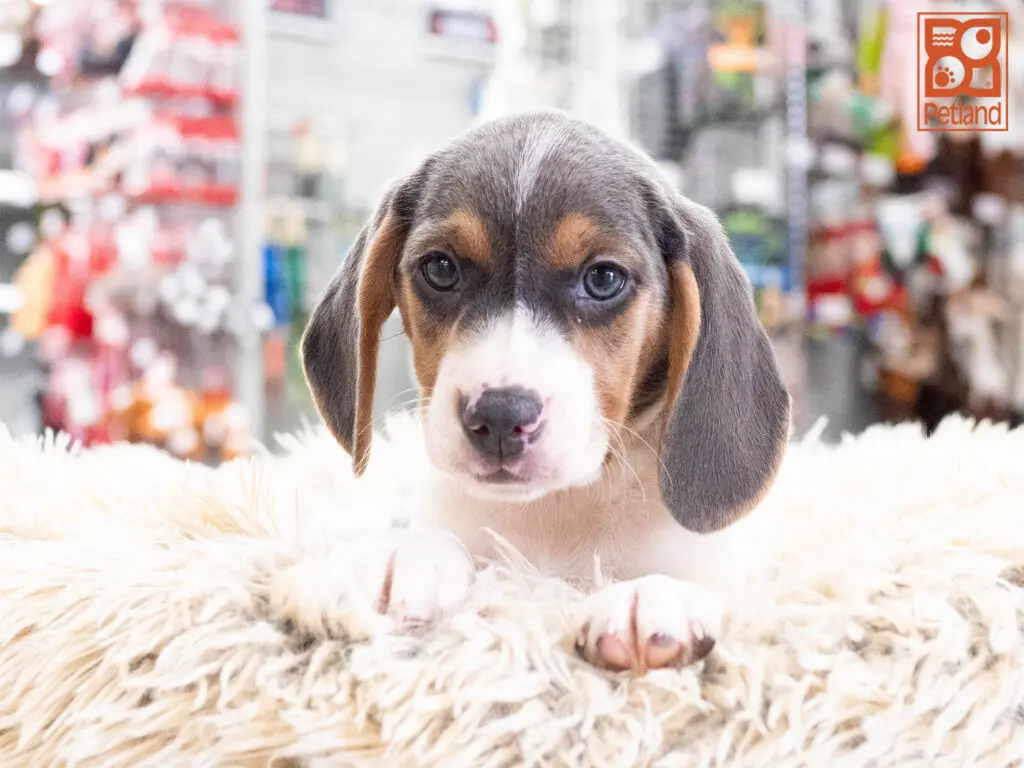 Beagle Image #1