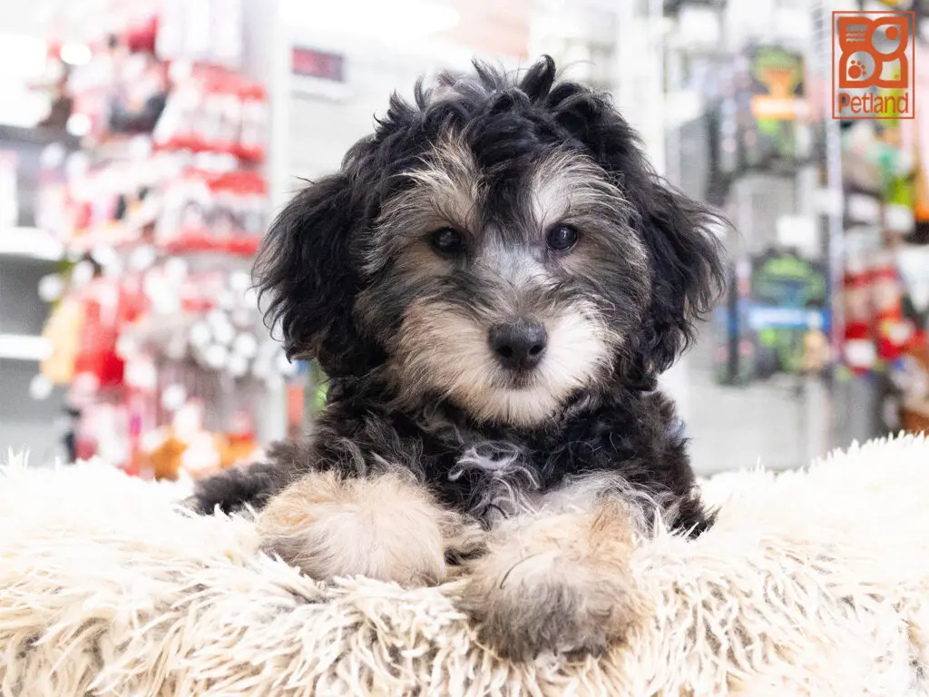 Yorkipoo Image #1