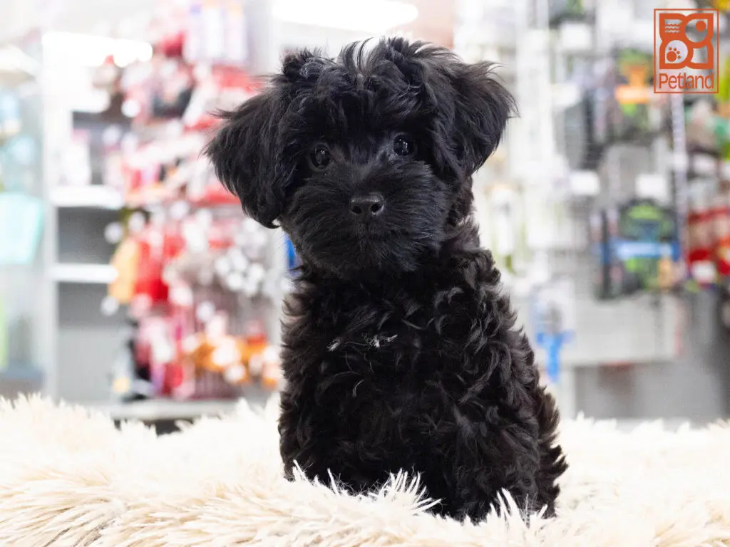 Yorkipoo Image #1