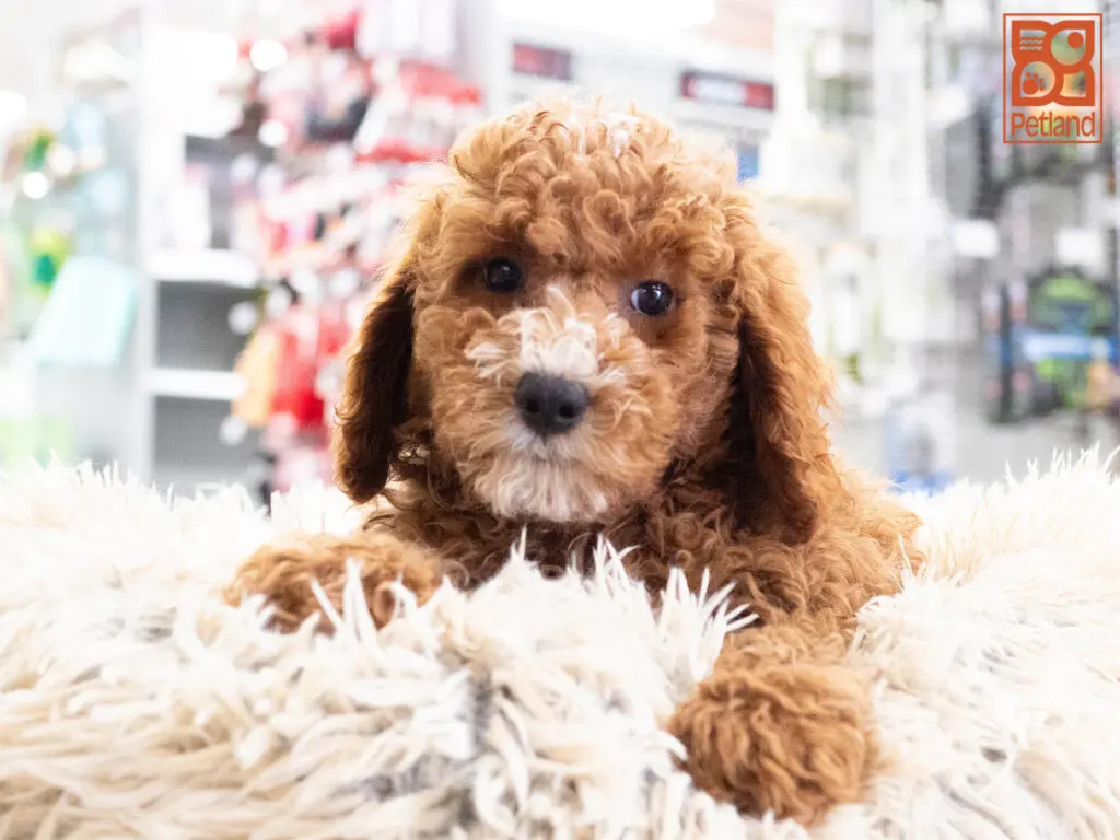 Poodle Image #1