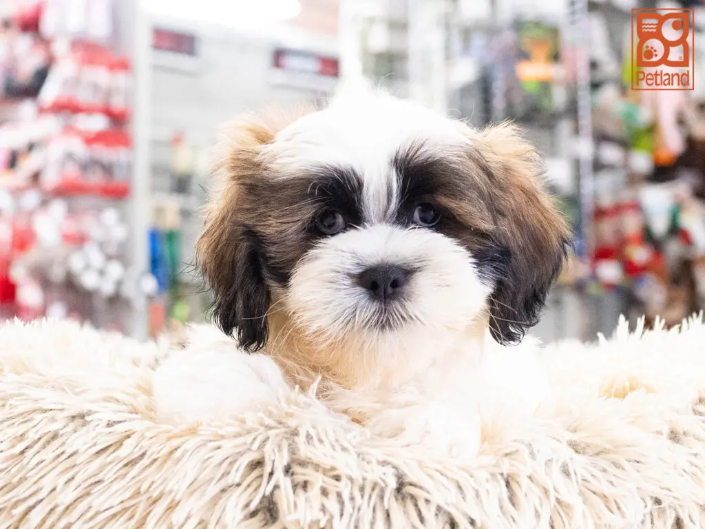 Lhasa Apso Image #1