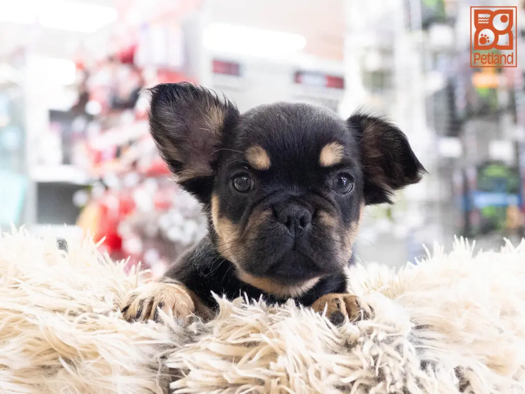 French Bulldog Image #1