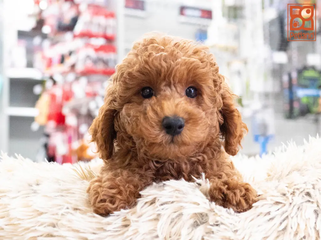 Mini Schnoodle Image #1
