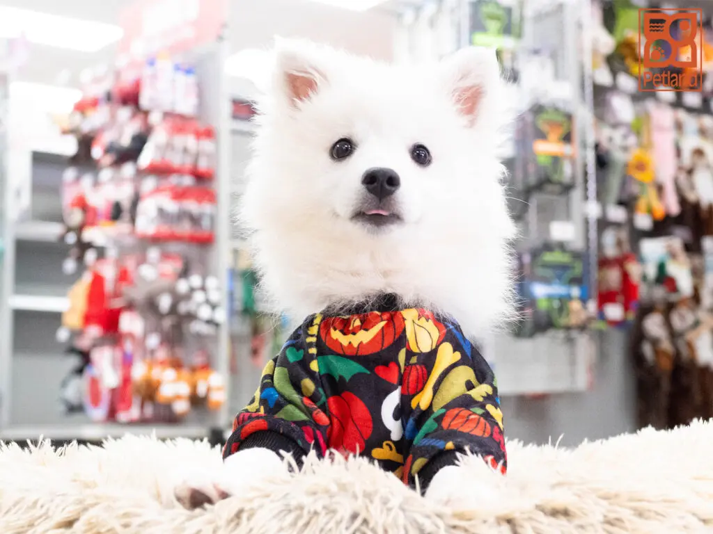 American Eskimo Image #1