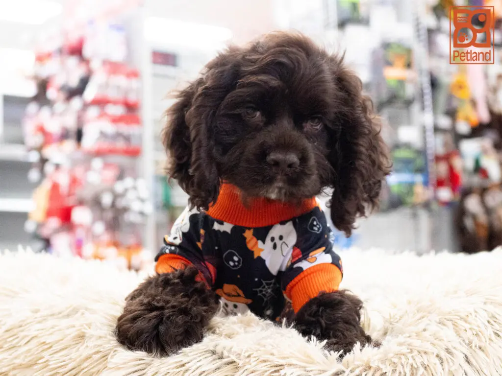 Cocker Spaniel Image #1