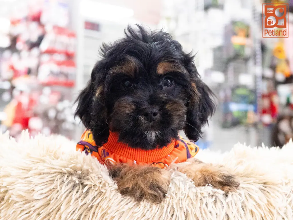 Cavapoo Image #1