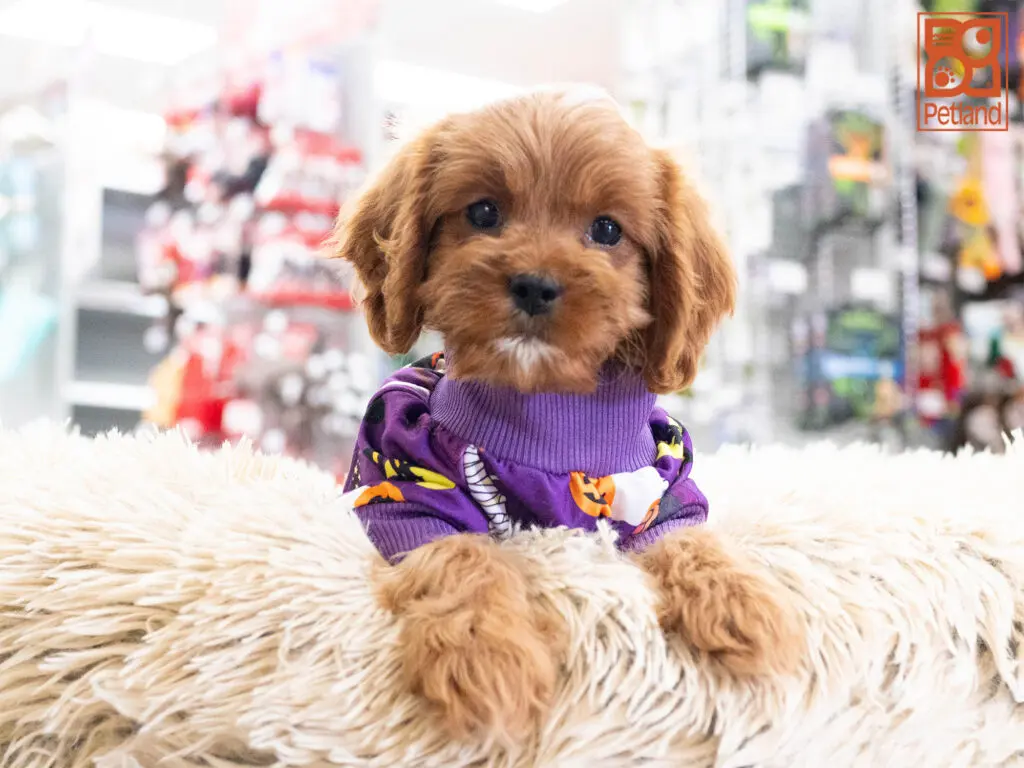 Cavapoo Image #1