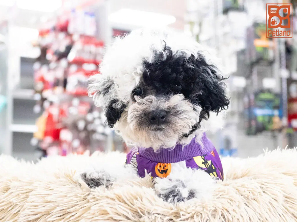 Bichon Poo Image #1