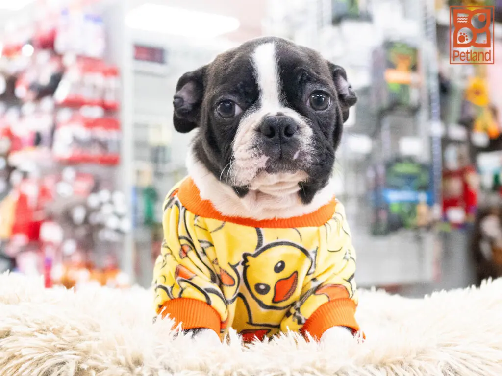 Boston Terrier Image #1