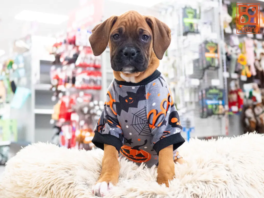 Boxer Image #1
