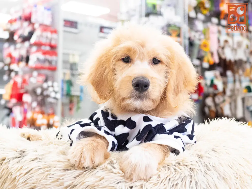 Goldendoodle Image #1