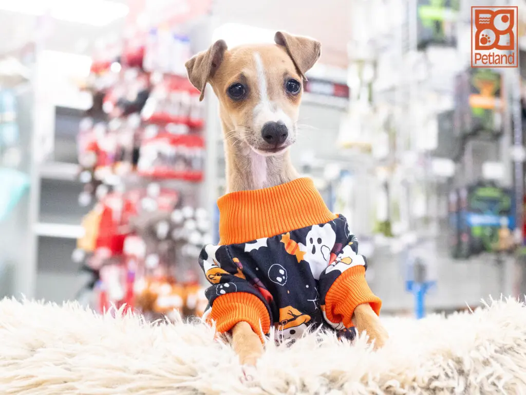 Italian Greyhound Image #1