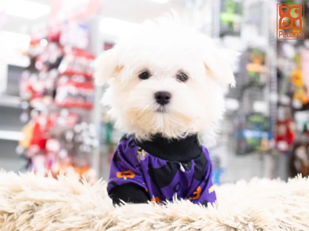 Maltese Image #1