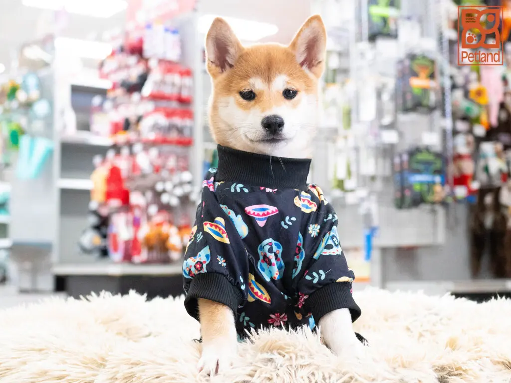 Shiba Inu Image #1