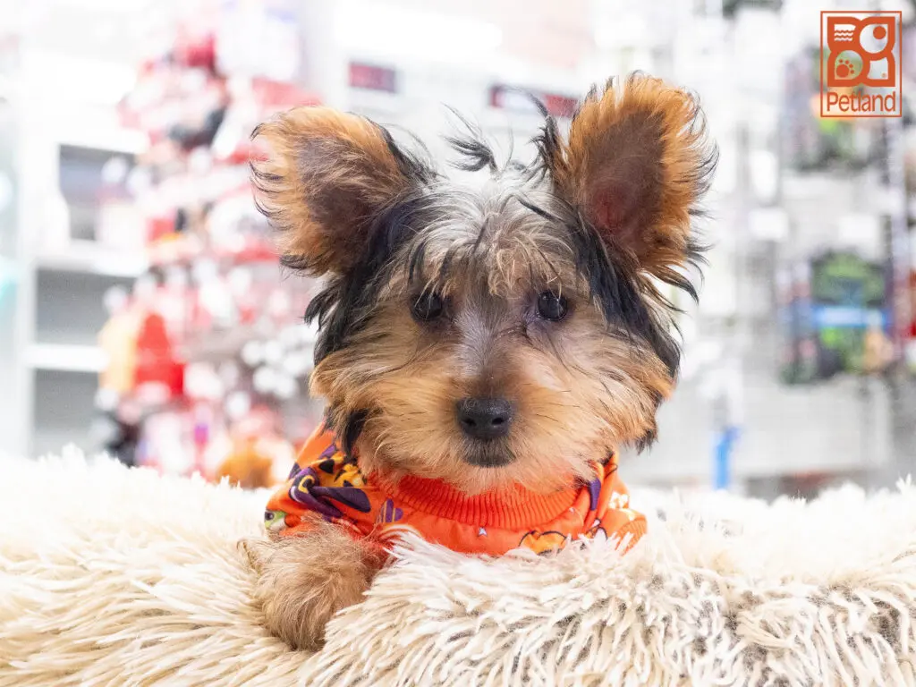 Yorkshire Terrier Image #1