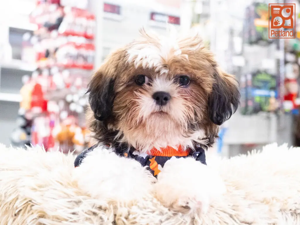 Shih Tzu Image #1