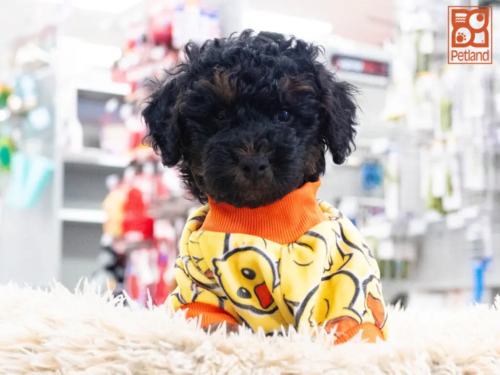 Poodle Image #1