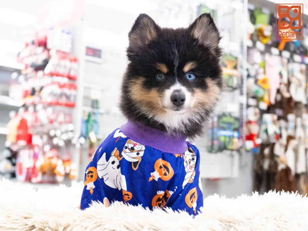 Pomsky Image #1