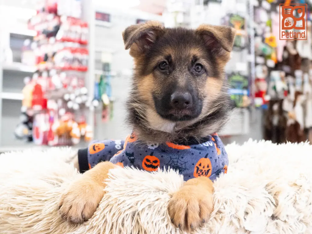 German Shepherd Image #1