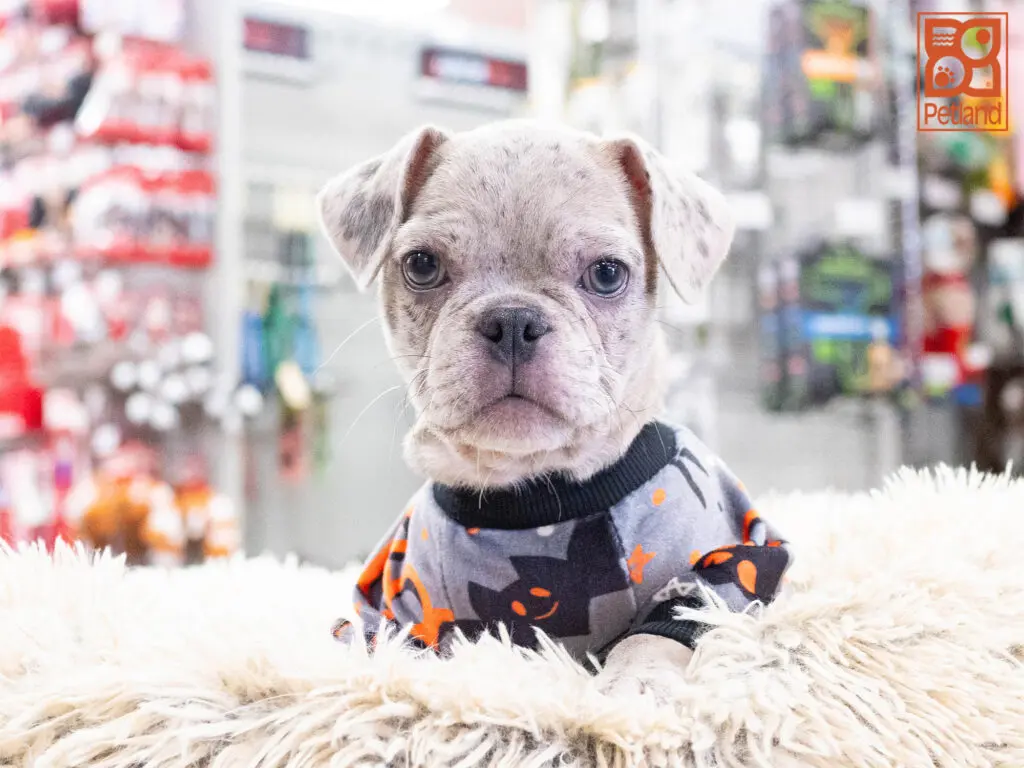 Frug Image #1