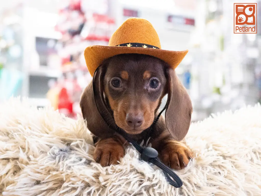 Dachshund Image #1