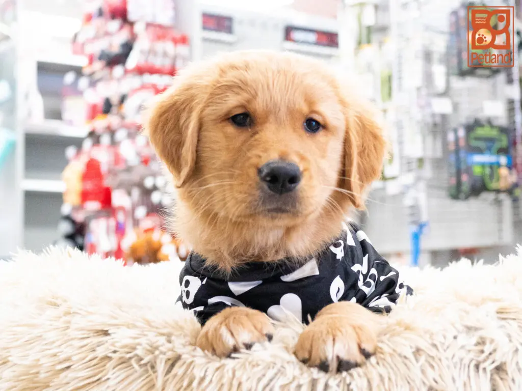 Golden Retriever Image #1