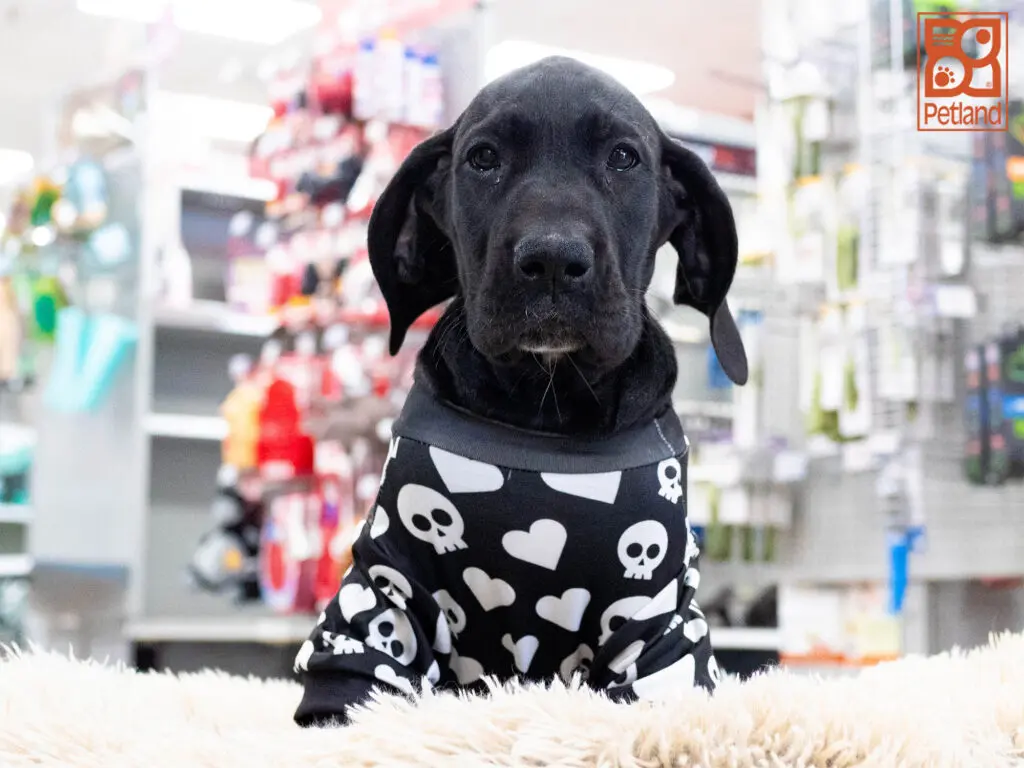 Great Dane Image #1