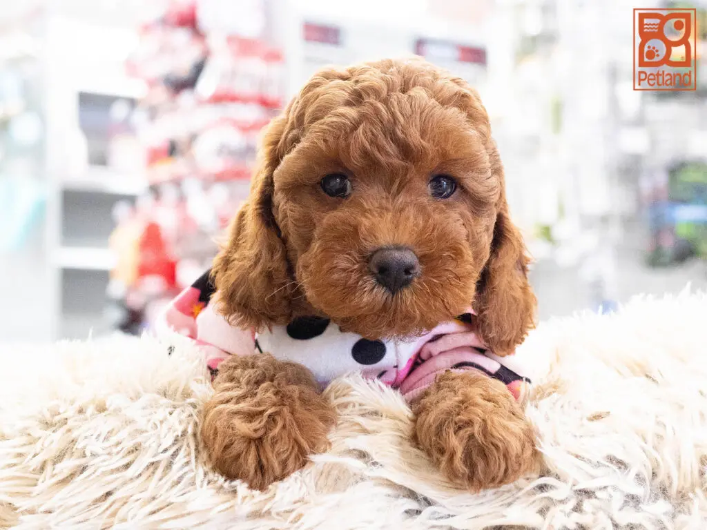 Mini Goldendoodle 2nd Gen Image #1