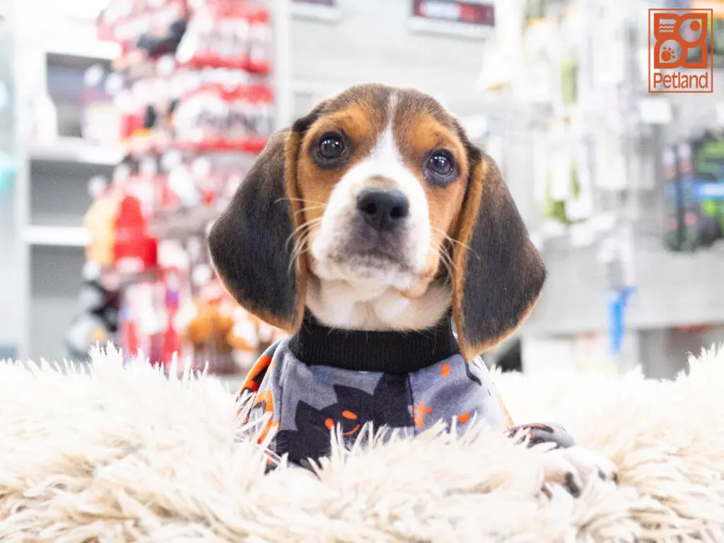 Beagle Image #1