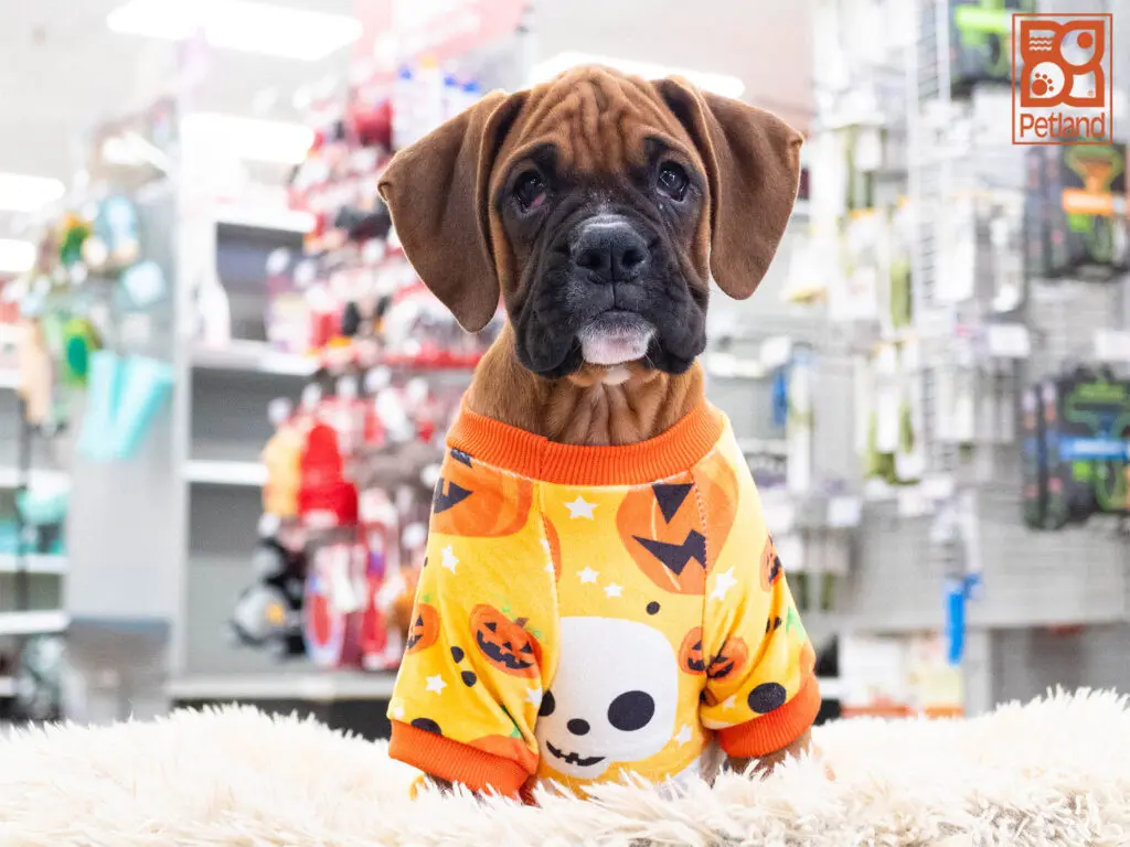 Boxer Image #1