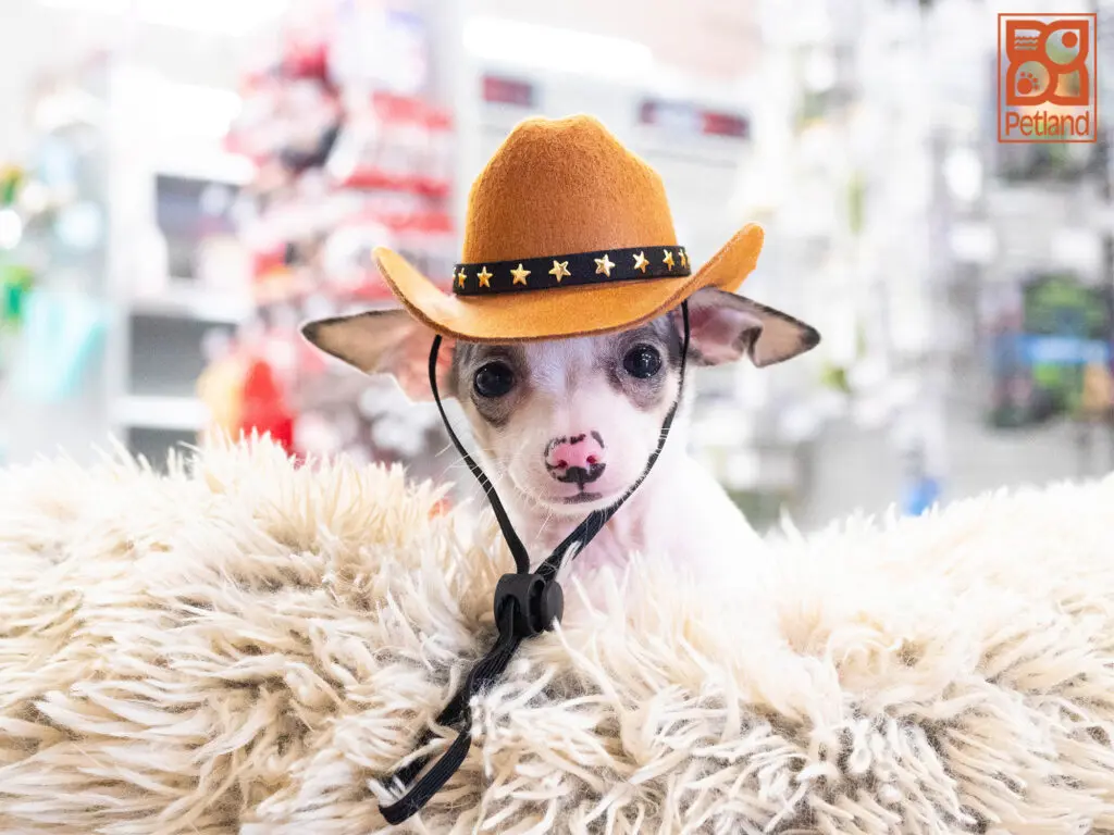 Chihuahua Image #1