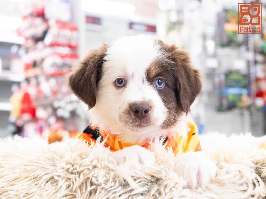 Australian Shepherd Image #1