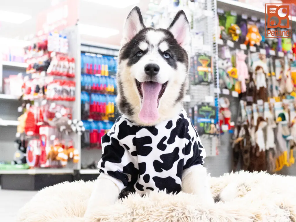 Siberian Husky Image #1