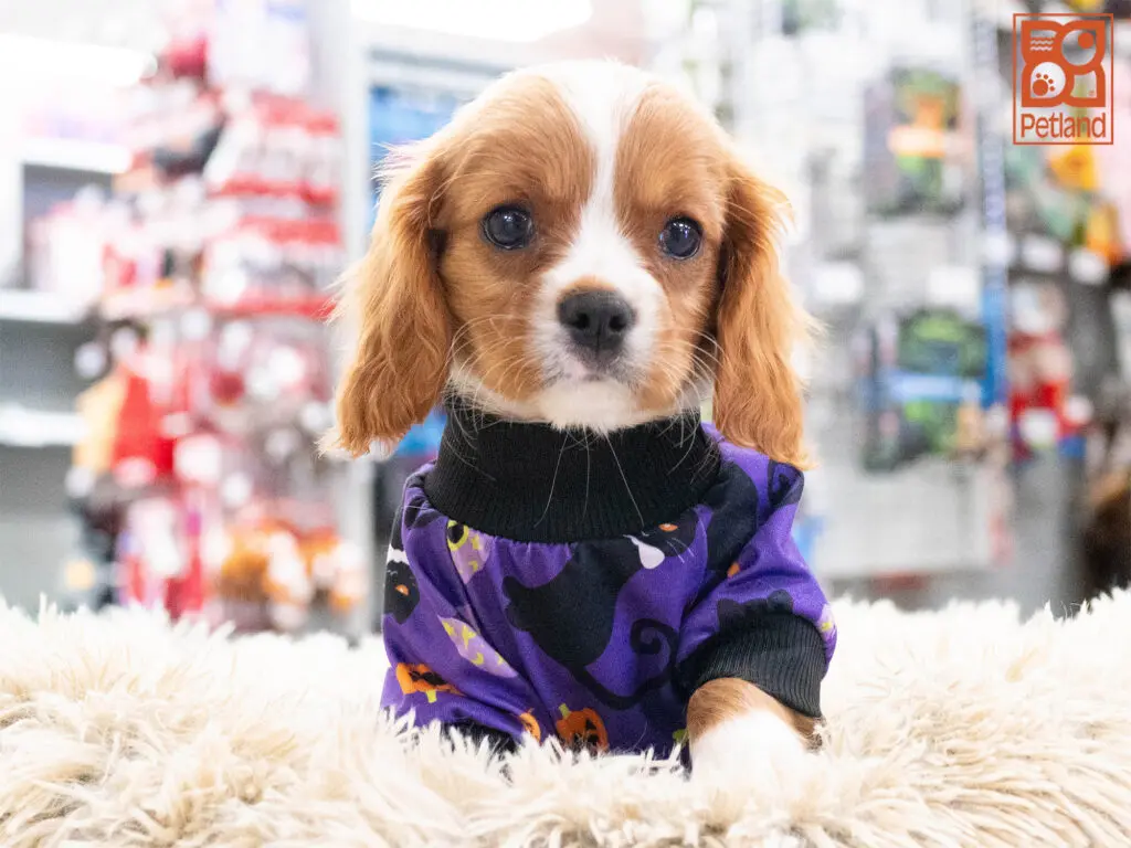 Cavalier King Charles Image #1
