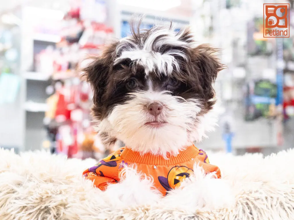Havanese Image #1