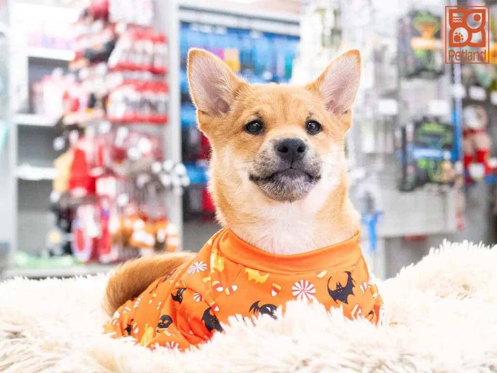 Shiba Inu Image #1