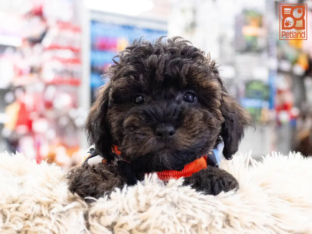 Mini Schnoodle Image #1