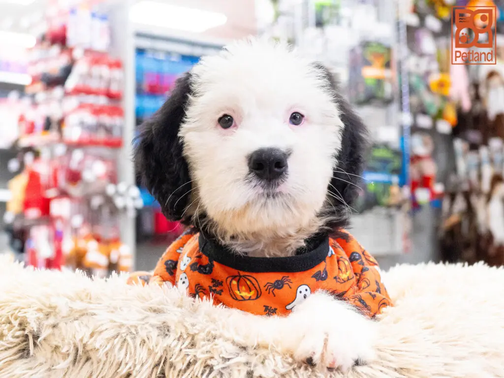 Old English Sheepdog Image #1