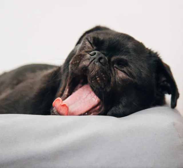 Petland Cares - Our commitment to healthy puppies and quality breeders