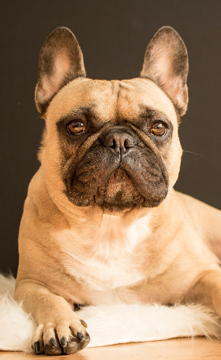 Special Financing — Petland Tyler Texas