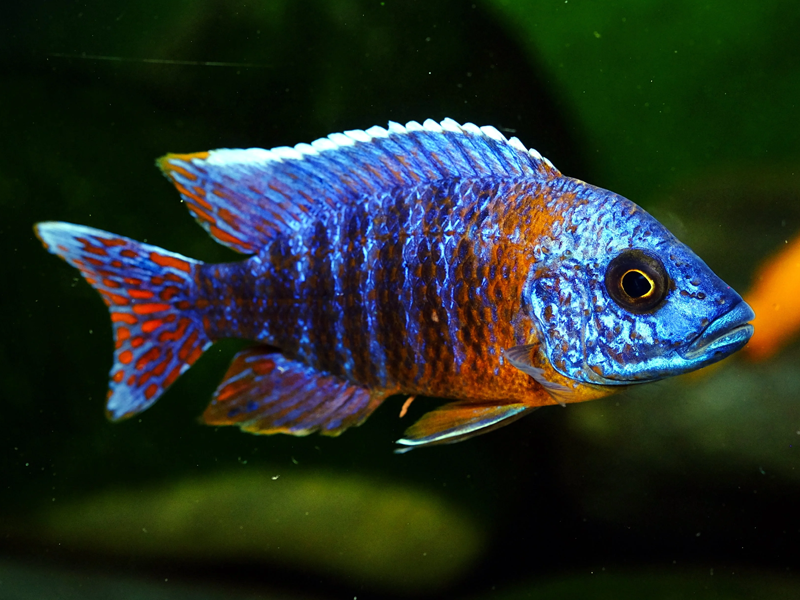 African Cichlids at Petland Tyler Texas