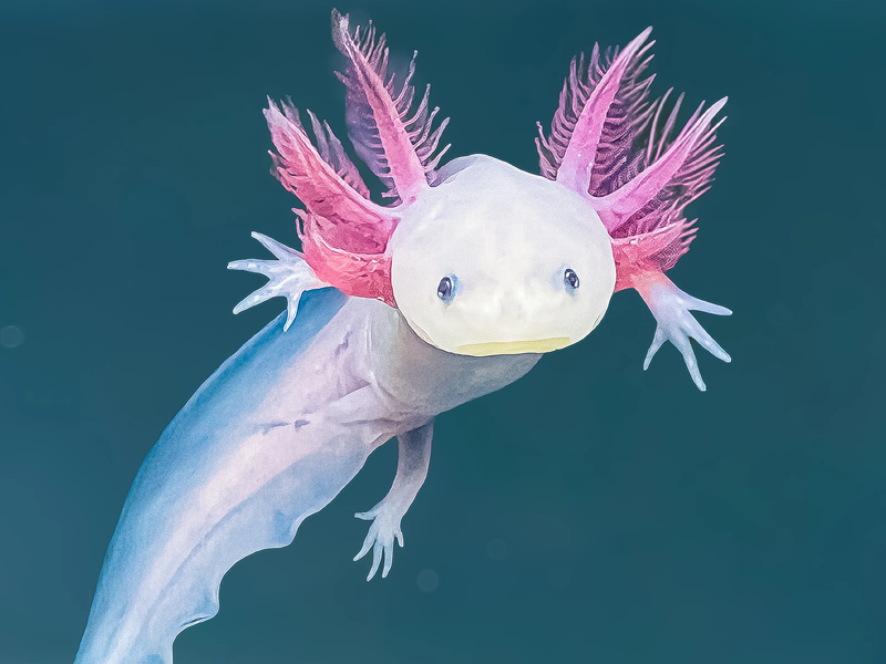 Axolotl at Petland Tyler Texas