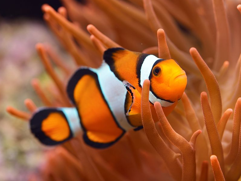 Clownfish at Petland Tyler Texas