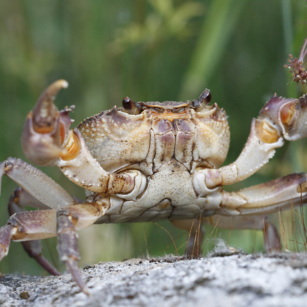 Freshwater Crab at Petland Tyler Texas