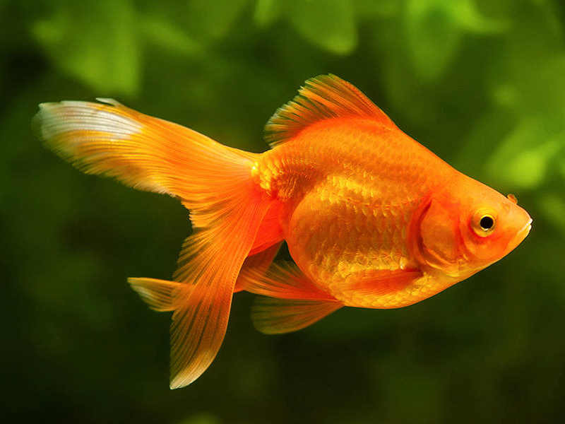 Goldfish at Petland Tyler Texas