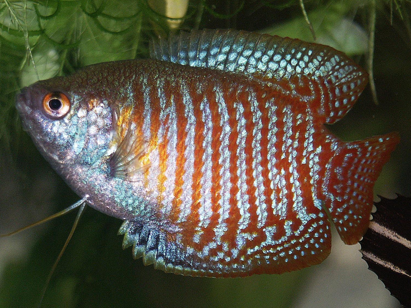 Gourami at Petland Tyler Texas